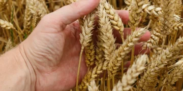 Війна в Ірані загрожує новою продовольчою кризою у світі, – The Telegraph