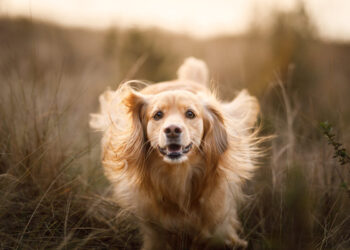 Ветеринари пояснили, як собаки демонструють любов: 8 характерних ознак
