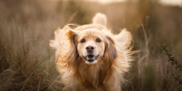 Ветеринари пояснили, як собаки демонструють любов: 8 характерних ознак