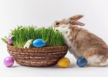 Звідки взявся великодній кролик і чому саме він став символом свята