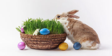 Звідки взявся великодній кролик і чому саме він став символом свята
