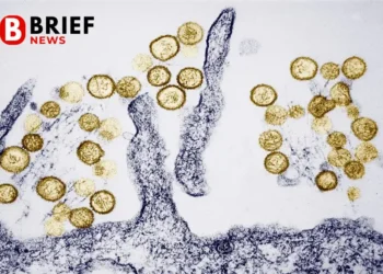 Хантавірус: що це за смертельний вірус, симптоми, Andes virus та спалах на лайнері