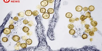 Хантавірус: що це за смертельний вірус, симптоми, Andes virus та спалах на лайнері