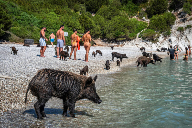Mediterranean black pigs stand among tourists at a beach on the private island of Atokos, in the Ionian Sea, Greece, on September 10, 2026. Atokos, a private island located off the coast of western Greece, has gained popularity on social media for its population of free-roaming Mediterranean black pigs. The uninhabited island has become a popular stop for boats and visitors, who come to swim in its waters and see the pigs roaming freely around the island. (Photo by Aris MESSINIS / AFP)